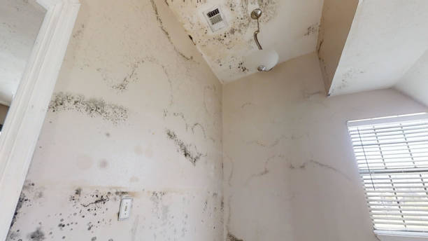 Mold Documentation for Insurance Claims in Auburn, IN