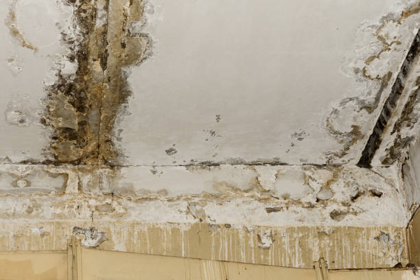 Best Mold Removal for HVAC Installations  in Auburn, IN