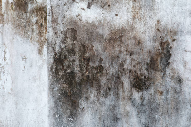 Best Emergency Mold Remediation  in Auburn, IN