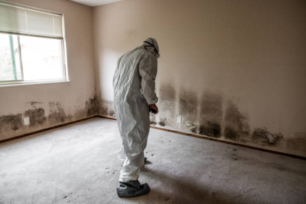 Best Basement Mold Removal  in Auburn, IN