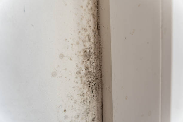 Best Crawl Space Mold Remediation  in Auburn, IN